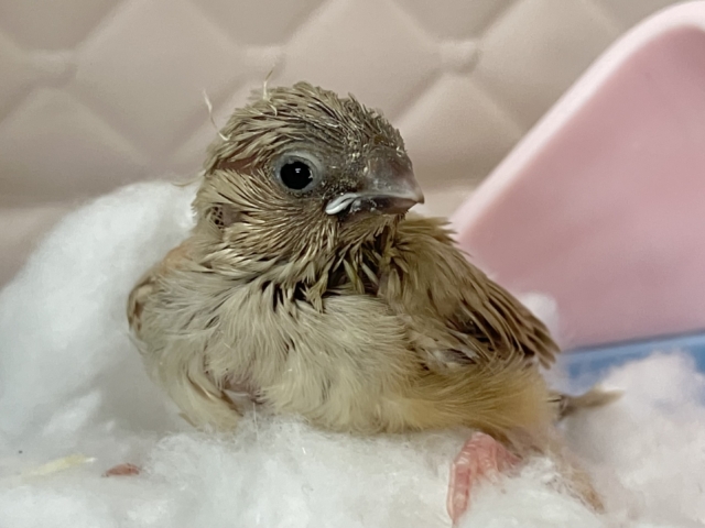 錦花鳥（キンカチョウ）