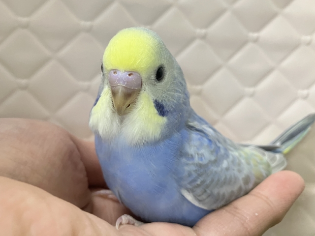 雨上がり☀️光差すソラ☀️✨セキセイインコ(レインボー/2026年1月生まれ)