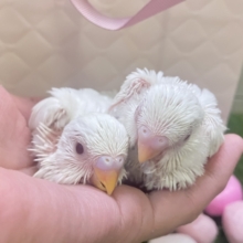 頭やばめだよ、グロスターカナリア。