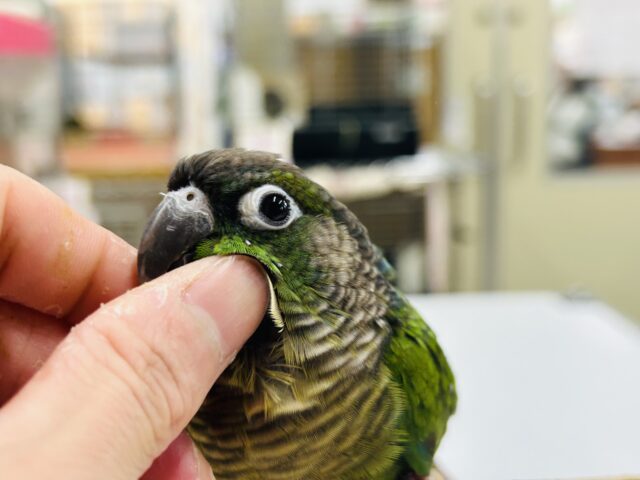 ホオミドリウロコインコ