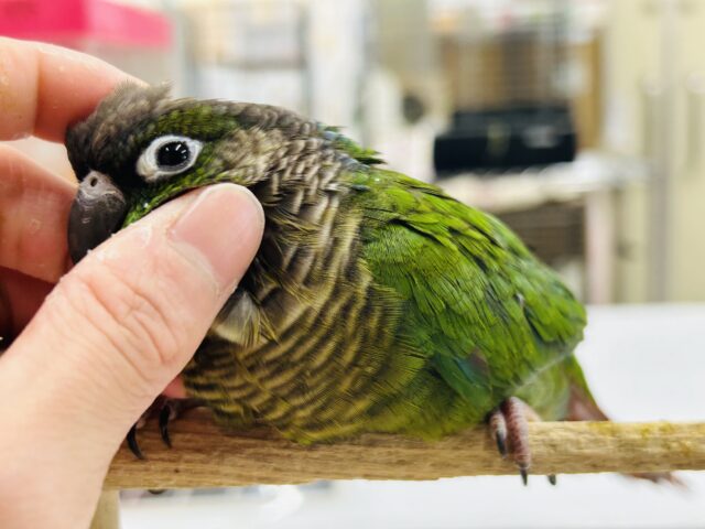 ホオミドリウロコインコ