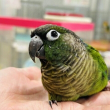 ウロコインコさんがやってきましたよ～💚💚💚　（ノーマル）