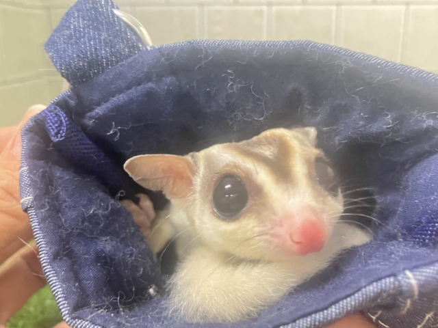 フクロモモンガ