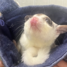 ✨最新画像✨モチモチイケメン🥹💖フクロモモンガ（モザイク ヘテロ リューシ）男の子　2022年2月生まれ