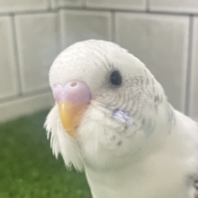 3色信号❕好き？超好き！もっと好きー！🖤🩶‎🤍セキセイインコ(白ハルクイン/2026年1月生まれ)