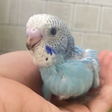 =͟͟͞͞‪( ˙꒳​˙)ｻｯ❕空翔けるは流星の如く！💫∗*ﾟセキセイインコ(ブルーオパーリン/2026年1月生まれ)