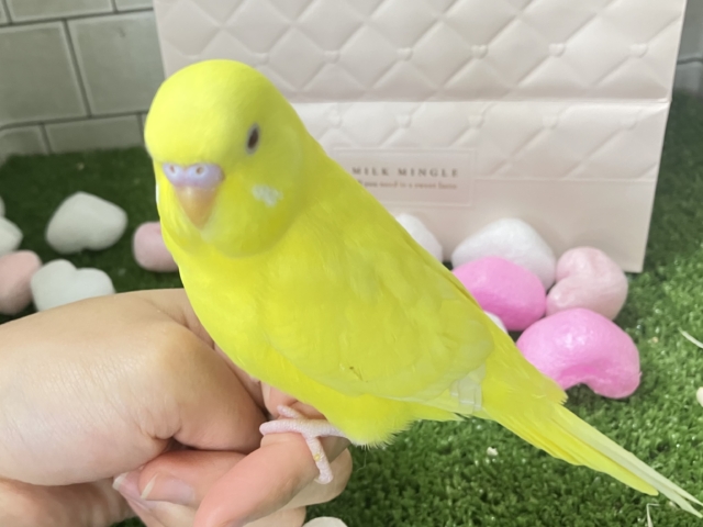 セキセイインコ