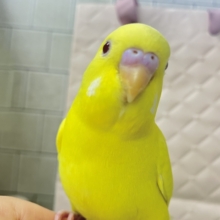 はい！チーズ📷✨inはんぺ〜ん⬜️🫣セキセイインコ(ルチノー/2025年12月生まれ)