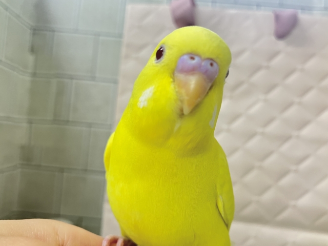 はい！チーズ📷✨inはんぺ〜ん⬜️🫣セキセイインコ(ルチノー/2025年12月生まれ)