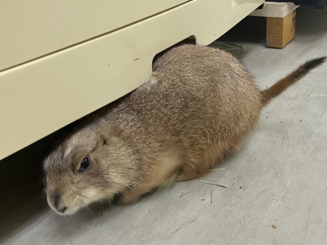 ✨最新画像✨激アマの坂本❕背伸びでキュイー‼️🫶 プレリードック プレーリードッグ