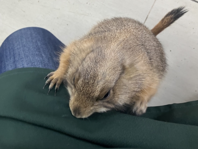 ✨最新画像✨激アマの坂本❕背伸びでキュイー‼️🫶 プレリードック プレーリードッグ