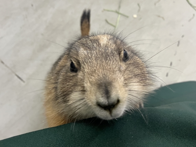 プレーリードッグ