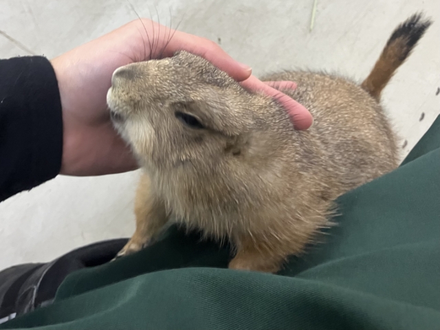 ✨最新画像✨激アマの坂本❕背伸びでキュイー‼️🫶 プレリードック プレーリードッグ