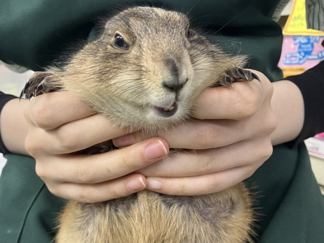 ✨最新画像✨激アマの坂本❕背伸びでキュイー‼️🫶 プレリードック プレーリードッグ