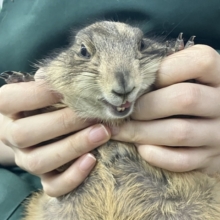 ✨最新画像✨激アマの坂本❕背伸びでキュイー‼️‪🫶　プレリードック