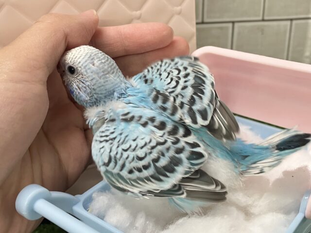 セキセイインコ