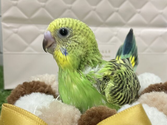 ✨最新画像✨あっぷっぷ❕🌈ᵕ̈*ナナイロ7草七変幻?!🌿🌀セキセイインコ(グリーンオパーリン/2026年1月生まれ) セキセイインコ