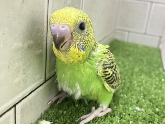 ✨最新画像✨あっぷっぷ❕🌈ᵕ̈*ナナイロ7草七変幻?!🌿🌀セキセイインコ(グリーンオパーリン/2026年1月生まれ) セキセイインコ