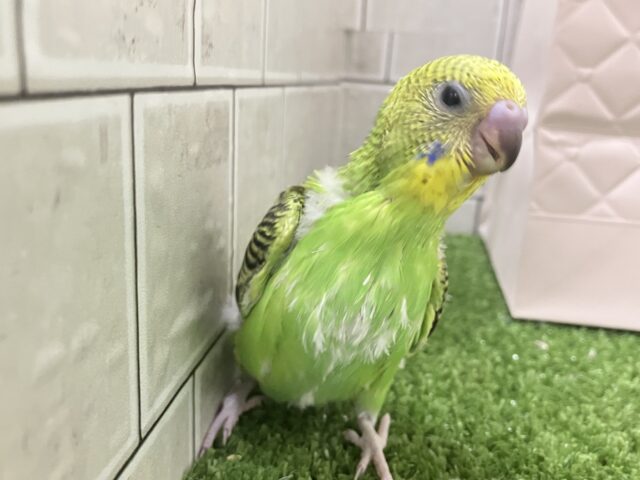 ✨最新画像✨あっぷっぷ❕🌈ᵕ̈*ナナイロ7草七変幻?!🌿🌀セキセイインコ(グリーンオパーリン/2026年1月生まれ) セキセイインコ