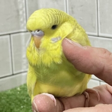 ✨最新画像✨糖度高め❔🌟∗*ﾟもふもふハチ密❕🍯🎀ジャンボセキセイインコ(スパングル/2025年12月生まれ)