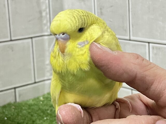 ✨最新画像✨糖度高め❔🌟∗*ﾟもふもふハチ密❕🍯🎀ジャンボセキセイインコ(スパングル/2025年12月生まれ)