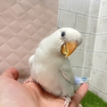 薄っすらブルーの上品さ・・・　コザクラインコ