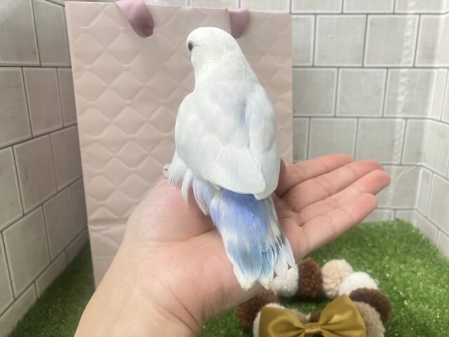 ✨最新画像✨薄っすらブルーの上品さ・・・ ️️️🩵🌈🪽コザクラインコ コザクラインコ(小桜インコ)