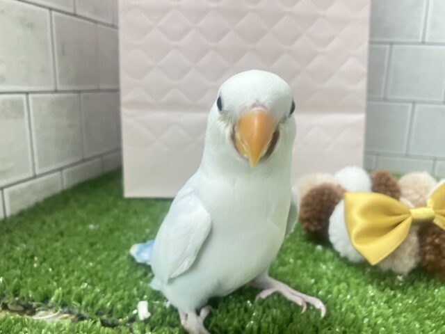 ✨最新画像✨薄っすらブルーの上品さ・・・ ️️️🩵🌈🪽コザクラインコ コザクラインコ(小桜インコ)