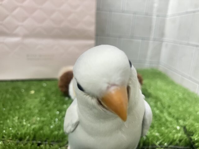 ✨最新画像✨薄っすらブルーの上品さ・・・ ️️️🩵🌈🪽コザクラインコ コザクラインコ(小桜インコ)