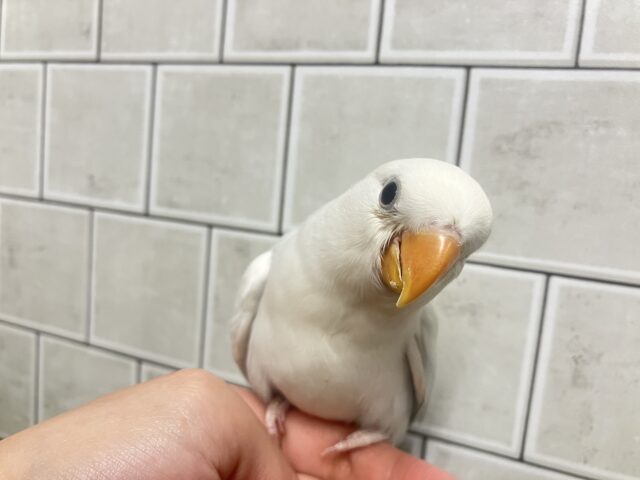 ✨最新画像✨薄っすらブルーの上品さ・・・ ️️️🩵🌈🪽コザクラインコ コザクラインコ(小桜インコ)