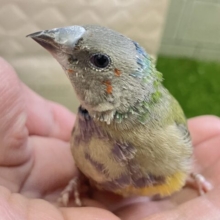 ✨最新画像✨和に彩るや🎍雨あられ〜🌈☂️.⋆⟡コキンチョウ(ノーマル/2025年1月生まれ)