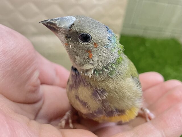 ✨最新画像✨和に彩るや🎍雨あられ〜🌈☂️.⋆⟡コキンチョウ(ノーマル/2025年1月生まれ)