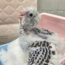 これも縁🤝🏻一緒にお結び、どう？🍙💖∗*ﾟセキセイインコ(2026年1月生まれ)