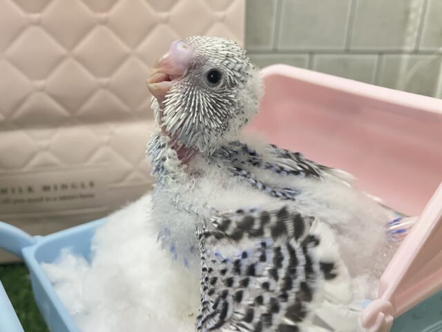 これも縁🤝🏻一緒にお結び、どう？🍙💖∗*ﾟセキセイインコ(2026年1月生まれ)