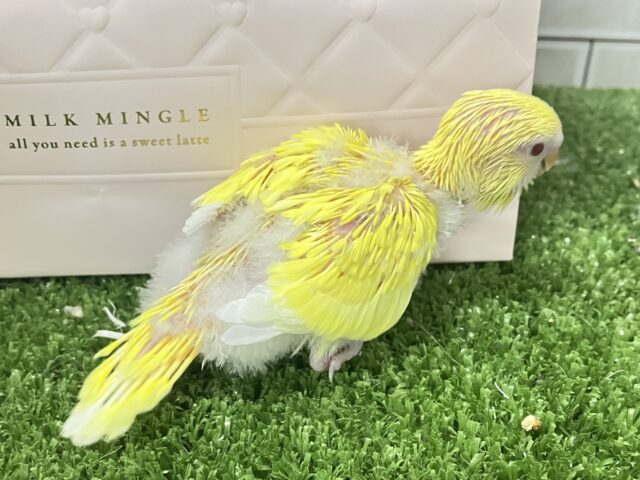 セキセイインコ