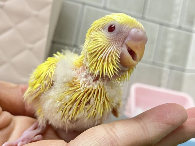 将来ワクテカ✨(＾ω＾)ニワ…ﾋﾟﾖﾘﾝひよこっち🐣‪🫧 ͛.*セキセイインコ(ルチノー/2026年1月生まれ)