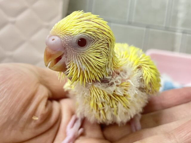 セキセイインコ