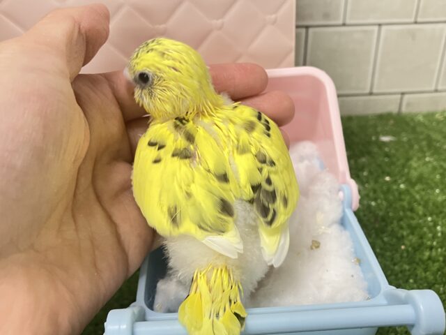 ✨最新画像✨ぽよぽよ💭🎀あざとさ満開❕💛セキセイインコ(イエローハルクイン/2026年1月生まれ) セキセイインコ