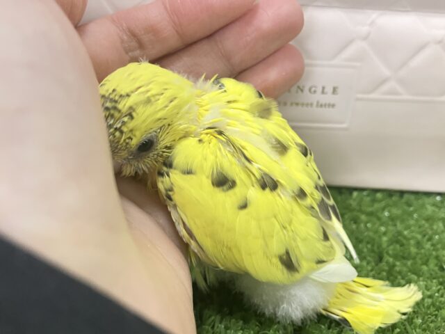 ✨最新画像✨ぽよぽよ💭🎀あざとさ満開❕💛セキセイインコ(イエローハルクイン/2026年1月生まれ) セキセイインコ