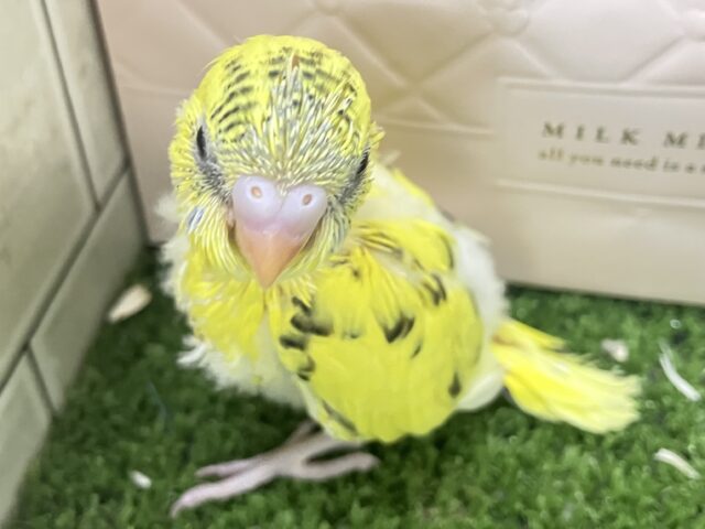 ✨最新画像✨ぽよぽよ💭🎀あざとさ満開❕💛セキセイインコ(イエローハルクイン/2026年1月生まれ) セキセイインコ
