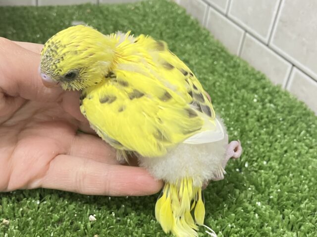 ✨最新画像✨ぽよぽよ💭🎀あざとさ満開❕💛セキセイインコ(イエローハルクイン/2026年1月生まれ) セキセイインコ