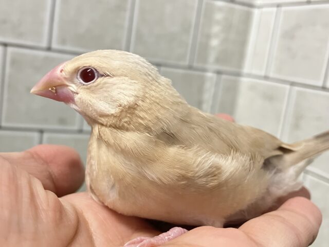 シナモン文鳥