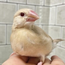 ✨最新画像✨あっちにこっちに🛣くるくるマイタケ🍄✧*｡シナモン文鳥(2026年1月生まれ)