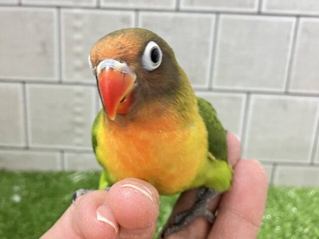 ✨最新画像✨将来はおしゃれなマフラーが!? キエリボタンインコ キエリボタンインコ