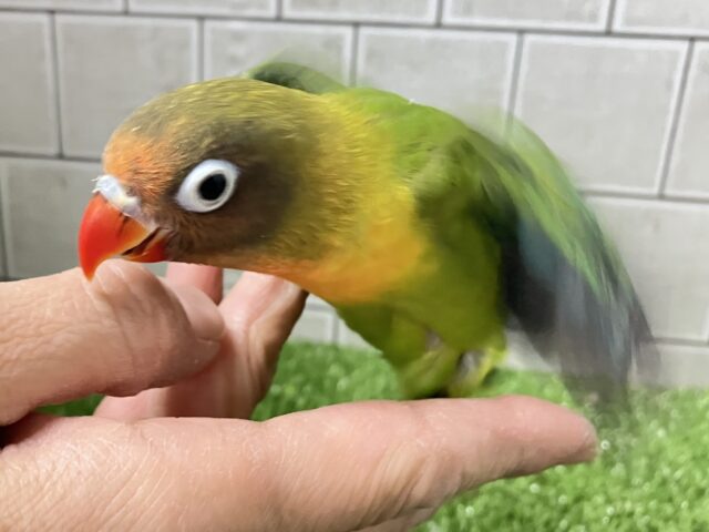✨最新画像✨将来はおしゃれなマフラーが!? キエリボタンインコ キエリボタンインコ