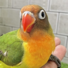 ✨最新画像✨将来はおしゃれなマフラーが！？　キエリボタンインコ