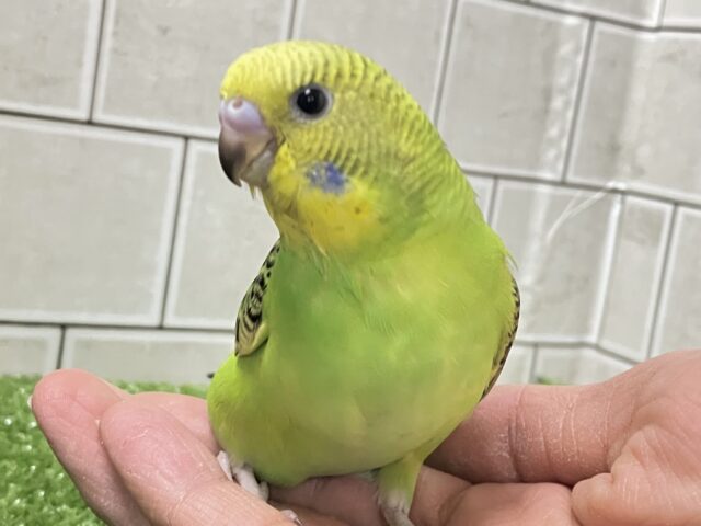✨最新画像✨あっぷっぷ❕🌈ᵕ̈*ナナイロ7草七変幻?!🌿🌀セキセイインコ(グリーンオパーリン/2026年1月生まれ) セキセイインコ