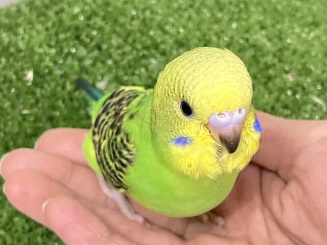 ✨最新画像✨あっぷっぷ❕🌈ᵕ̈*ナナイロ7草七変幻?!🌿🌀セキセイインコ(グリーンオパーリン/2026年1月生まれ) セキセイインコ