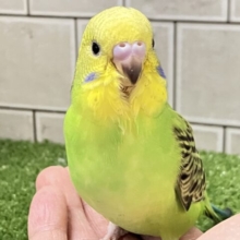 ✨最新画像✨あっぷっぷ❕🌈ᵕ̈*ナナイロ７草七変幻？！🌿‬🌀セキセイインコ(グリーンオパーリン/2026年1月生まれ)
