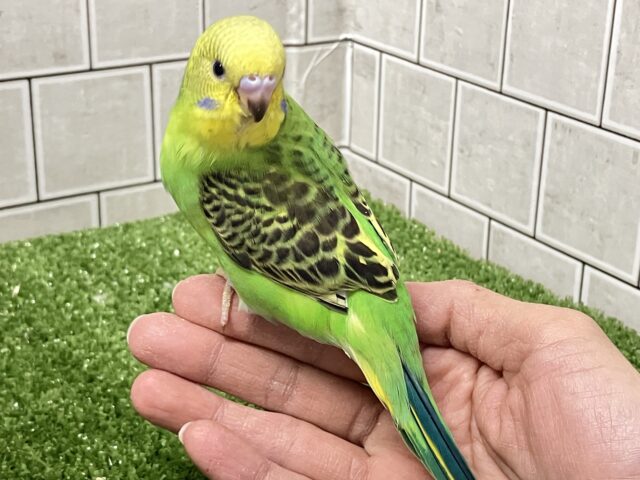 ✨最新画像✨あっぷっぷ❕🌈ᵕ̈*ナナイロ7草七変幻?!🌿🌀セキセイインコ(グリーンオパーリン/2026年1月生まれ) セキセイインコ